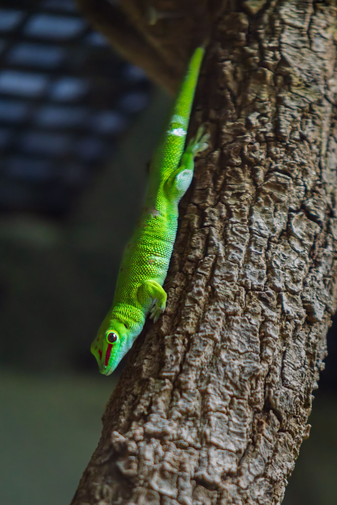 Geco gigante de Madagascar
